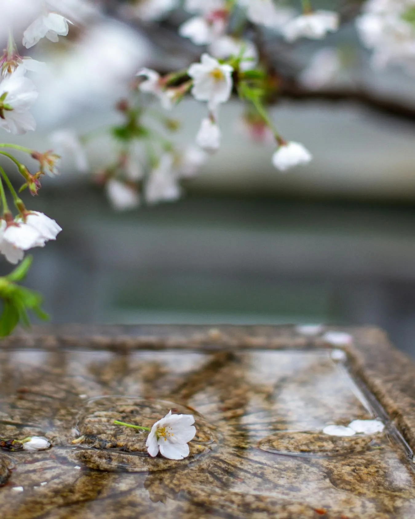 ４月がスタートしました🌸